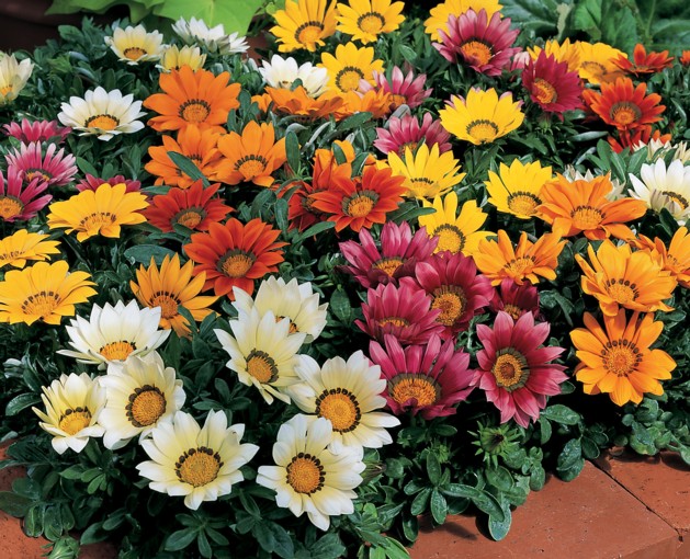 http://www.wellgrowhorti.com/Pictures/FlowerSeeds/Thumbnail/Gazania/Gazania%20Kiss%20Mix%20wp.jpg