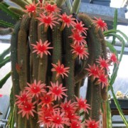 Cactus Seeds - Hildewintera - Wellgrow Horti Trading