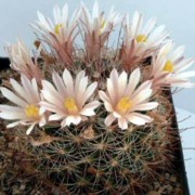 Cactus Seeds - Mammillaria - S - Wellgrow Horti Trading