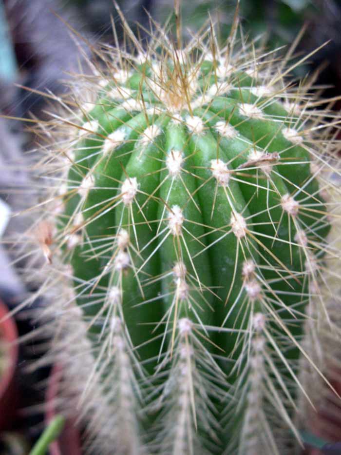 Cactus Seeds - Helianthocereus - Wellgrow Horti Trading