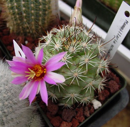 Cactus Seeds - Mammillaria - S - Wellgrow Horti Trading