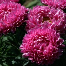 Aster Milady Series - Wellgrow Horti Trading