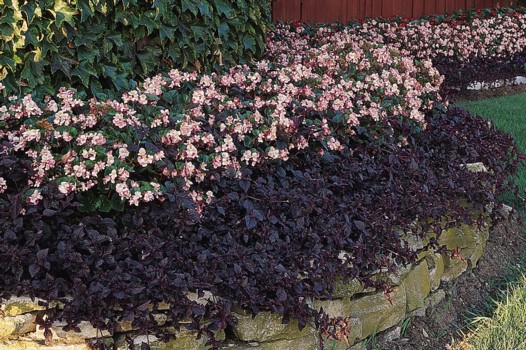 Begonia Baby Wing Pink - Wellgrow Horti Trading