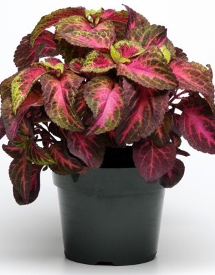 Index of /Pictures/FlowerSeeds/Thumbnail/Coleus