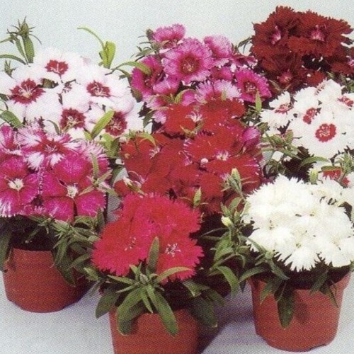 Dianthus Diana Series - Wellgrow Horti Trading
