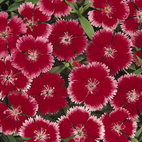 Dianthus Festival Carmine With Rose Margins - Wellgrow Horti Trading