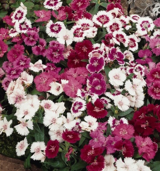 Dianthus Ideal Select Series - Wellgrow Horti Trading