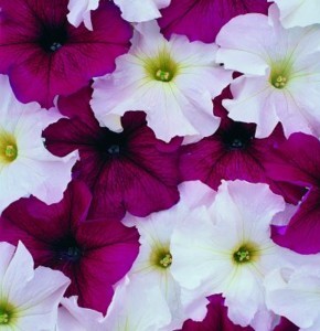 Petunia Prism Series - Wellgrow Horti Trading